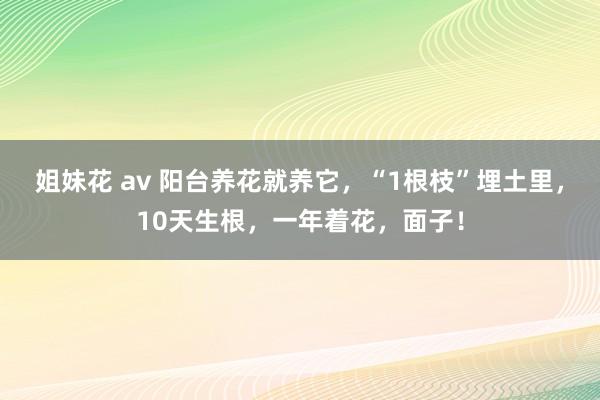 姐妹花 av 阳台养花就养它，“1根枝”埋土里，10天生根，一年着花，面子！